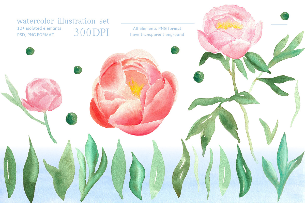 Watercolor peonies, an Object Graphic by Anastasia Timosch (Photo 2 of 9)