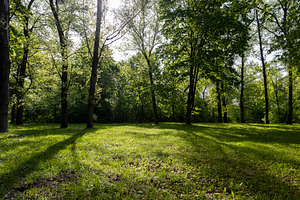 park with green foliage of trees and grass, long shadows from the trees, side v, a Photo by rsoollAI