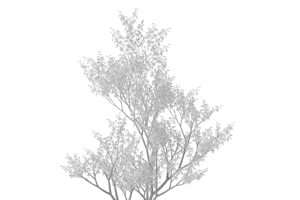 Filipendula rubra, a Plants & Tree 3D Model by AndrewWhite (Photo 10 of 11)