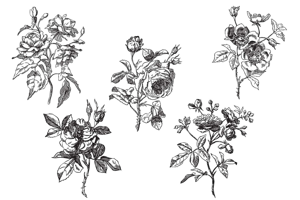 Antique Roses - Illustration Set, a Decorative Illustration by Encre Studio (Photo 2 of 5)