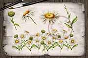 Daisy Watercolor Illustration, a Decorative Illustration by DioFlow (Thumbnail 5 of 5)