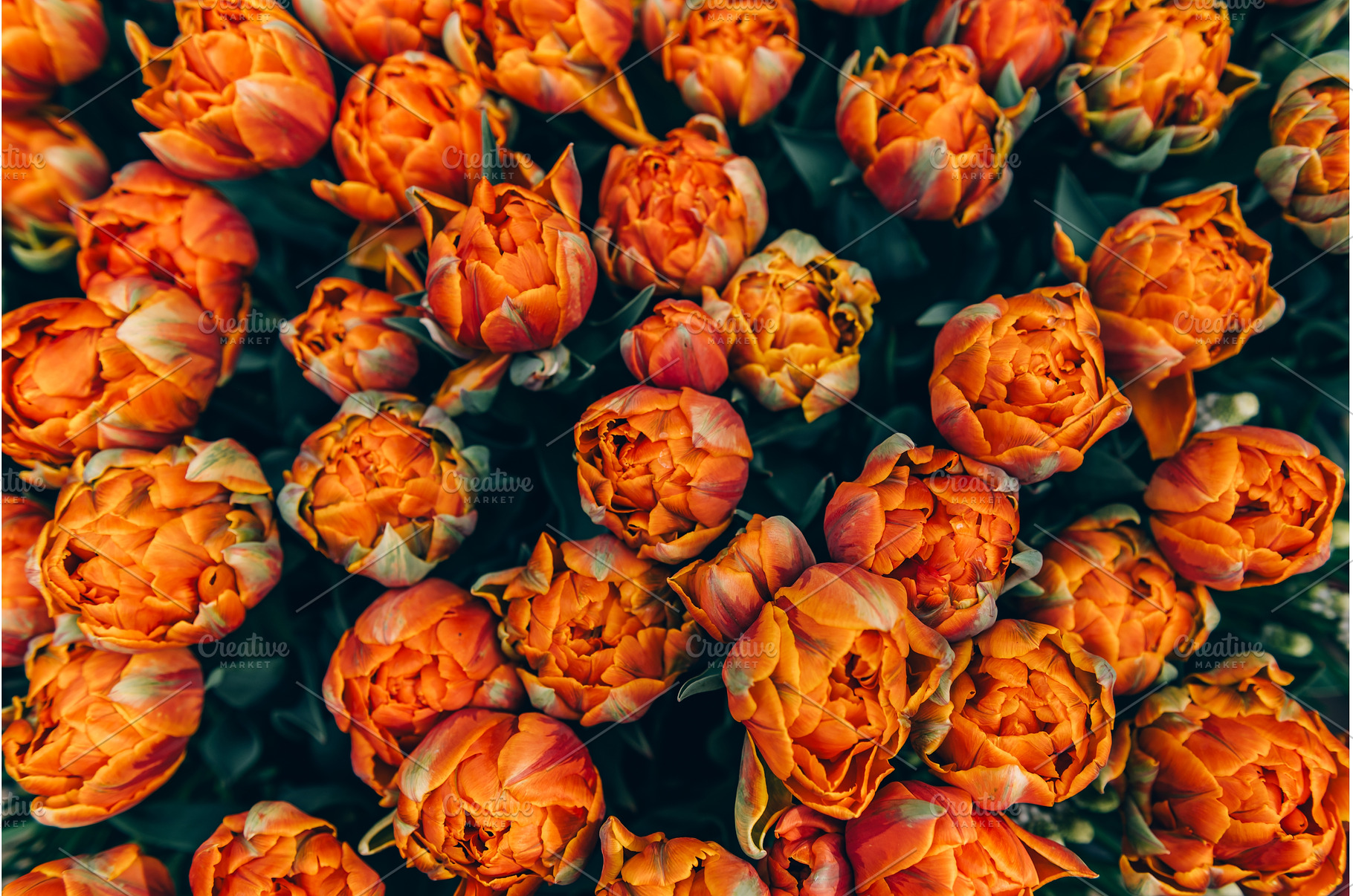 Flowerbeds of blossoming tulips, a Nature Photo by MAnuta