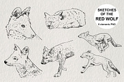 Red wolf animal sketches PNG, an Animal Illustration by LOKSKIH (Thumbnail 1 of 5)