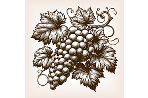 grape cluster with leaves engraving, an Object Illustration by AlexArt