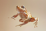 104 Frogs, an Animal Photo by Handmadefont (Thumbnail 7 of 17)