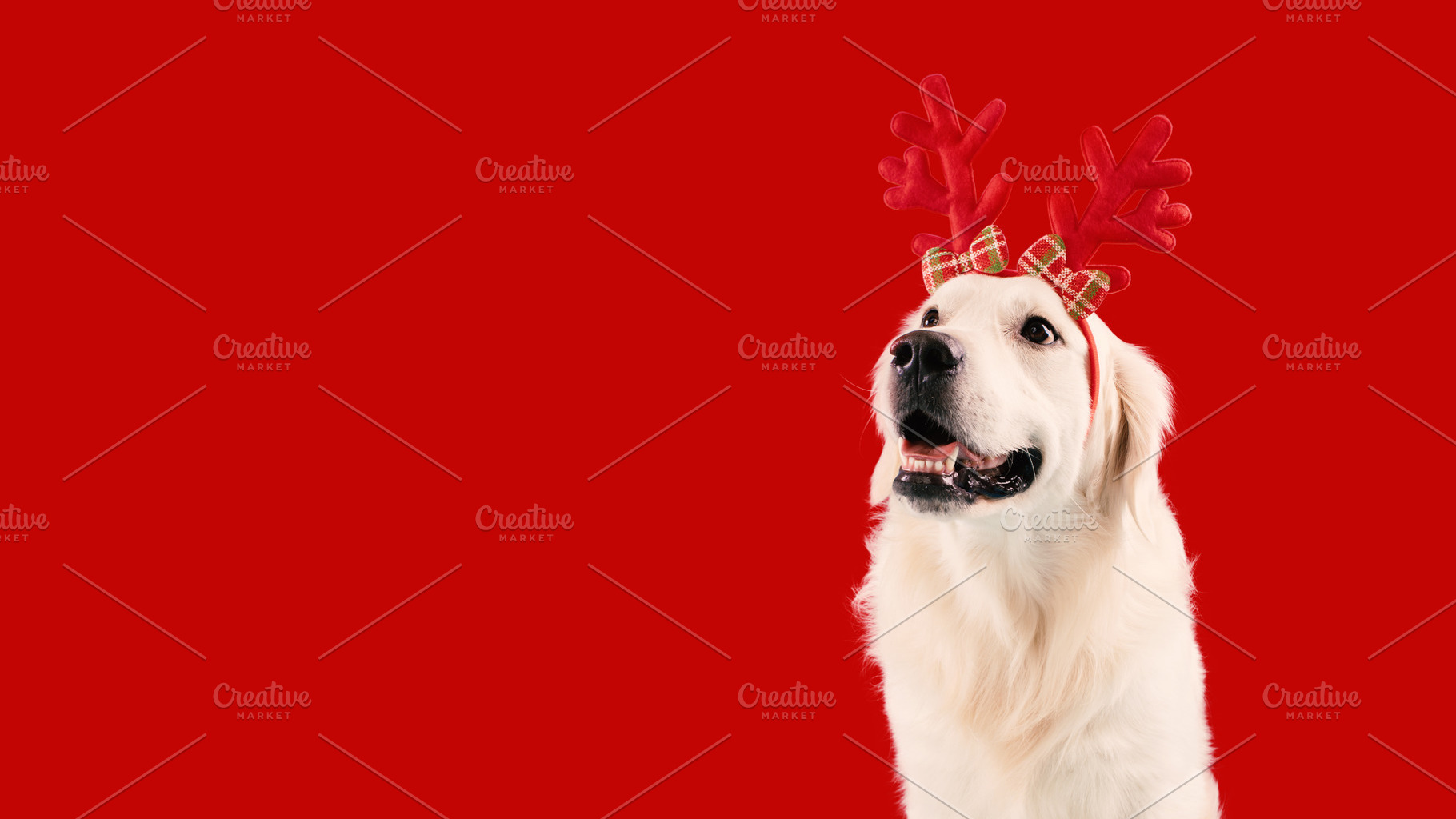 Cute labrador dog wearing funny red deer horns sitting isolated on red studio b, a Photo by Prostock-Studio