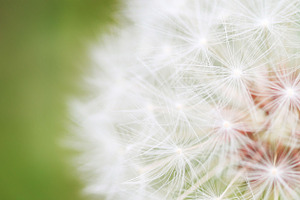 Summer Dandelion