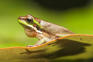 Eastern Dwarf Tree Frog
