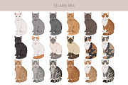 Selkirk Rex Cat, an Animal Illustration by pet design shop (Thumbnail 3 of 6)