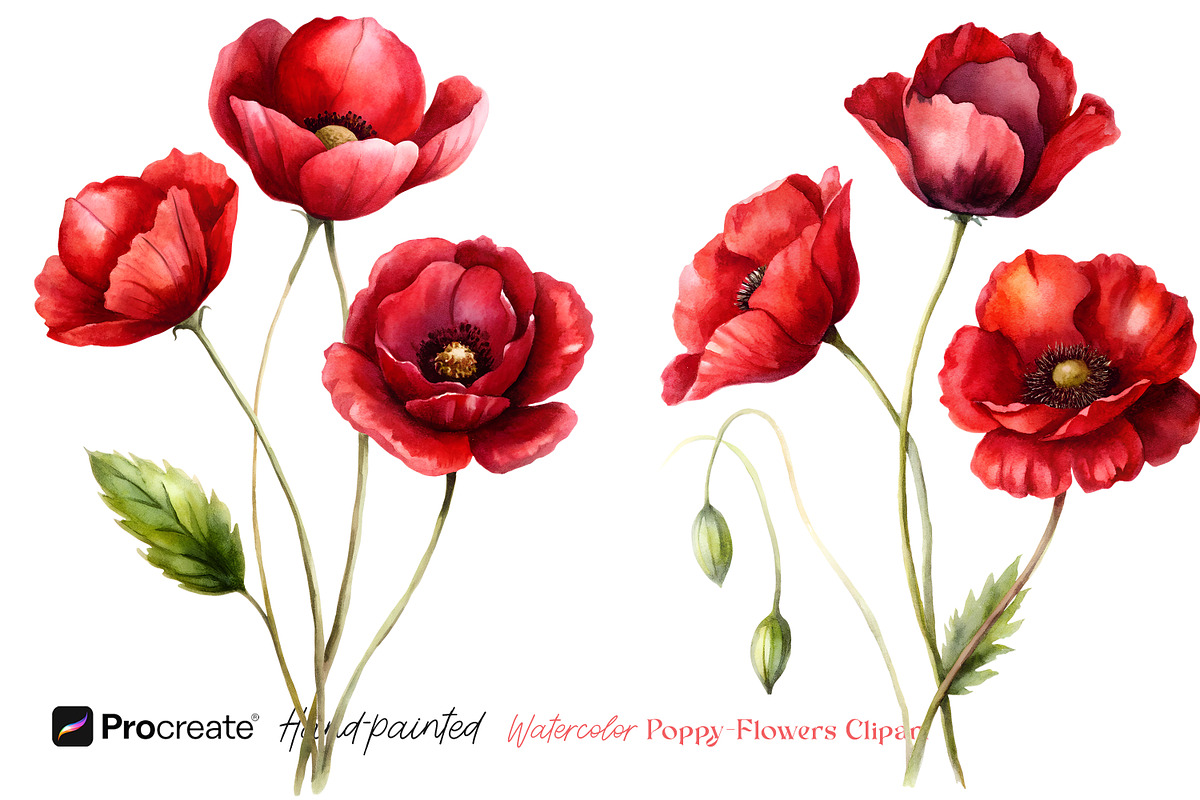 Watercolor Poppy Flowers Clipart, a Decorative Illustration by crafty (Photo 3 of 8)