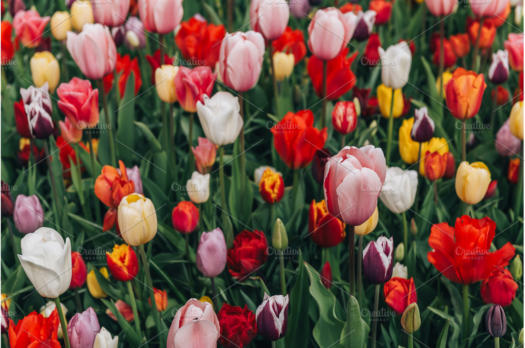 Flower gardens in the Netherlands, a Nature Photo by MAnuta