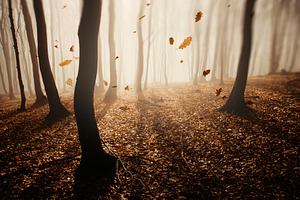 Autumn leaves blown by wind