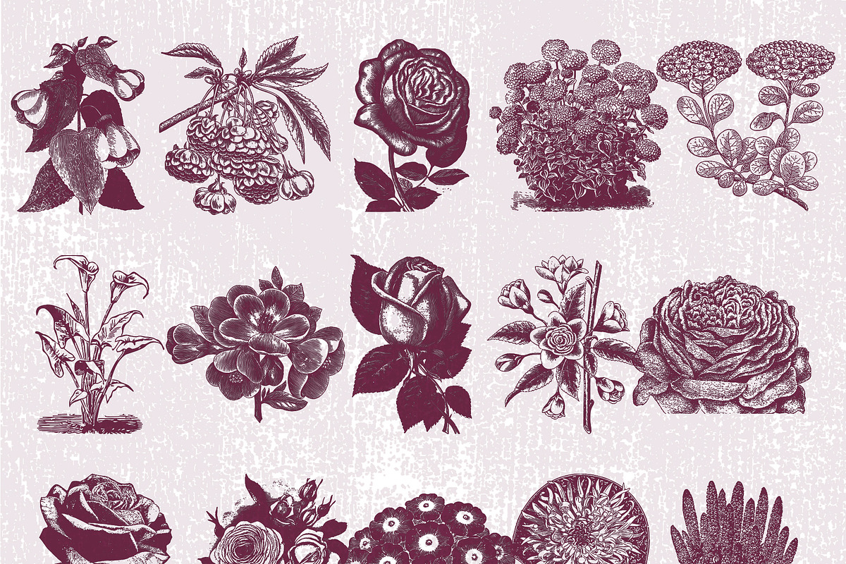 Vintage Flower Illustrations, an Illustration by TheBlackPixelCo (Photo 6 of 6)