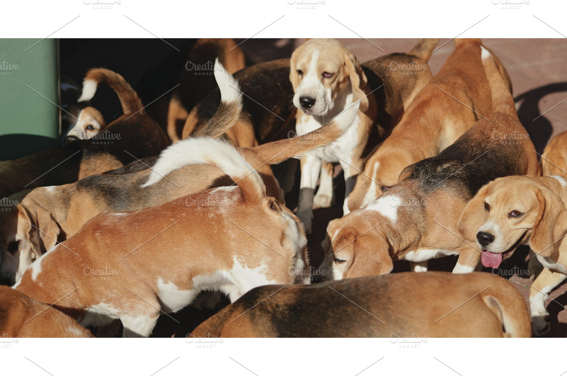 Pack of beagles gathering and, an Animal Photo by Goinyk