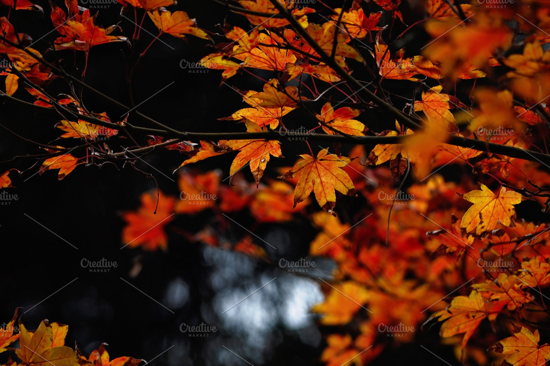 JAPANESE MAPLE LEAVES, a Background Photo by KABSPHOTOGRAPHY
