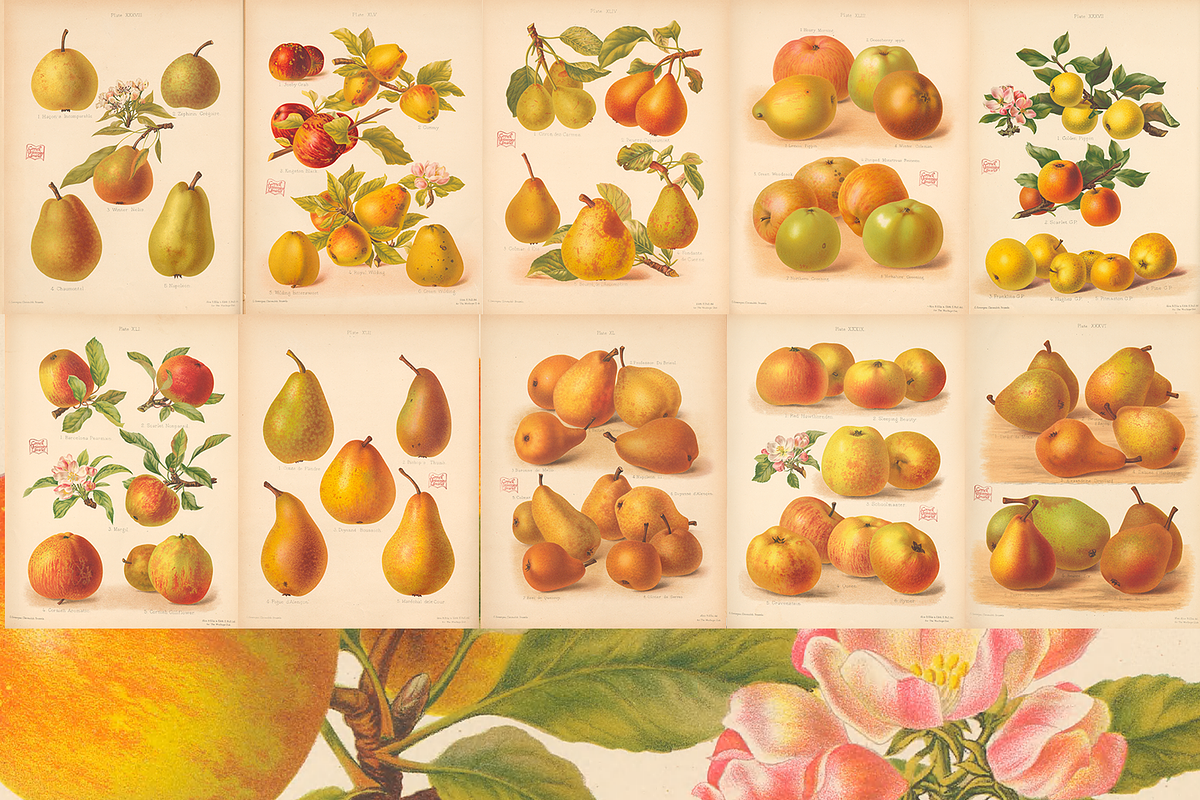 Rare! The Herefordshire Pomona, a Food Illustration by Digital Museum (Photo 5 of 10)