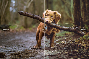 My Dog Lightroom Presets