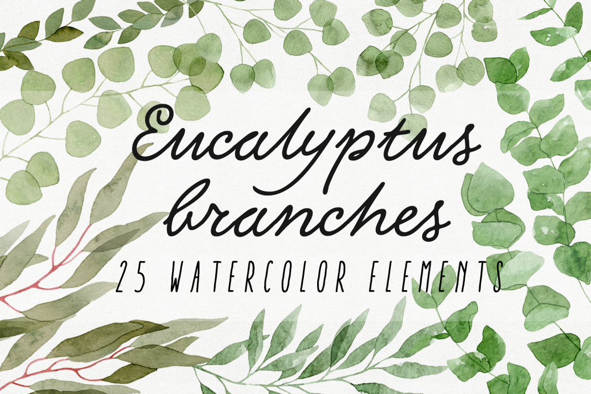 25 Eucalyptus Branches, an Illustration by Helga Wigandt (Photo 1 of 5)