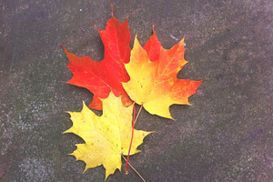 Autumn Leaves On Stone