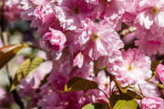 Japanese cherry blossom in spring. Macro view, a Nature Photo by GoodGoods (Thumbnail 1 of 6)