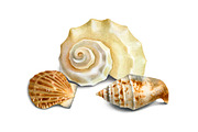Sea shells, a Texture Illustration by Sundra (Thumbnail 5 of 5)