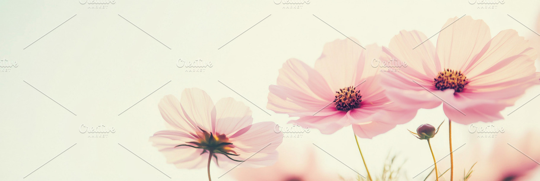 Pastel-colored cosmos flowers overlapping softly, ideal for post, a Photo by Dvoevnore photos