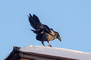 Black raven on snowy roof in frost, an Animal Photo by Fascinadora