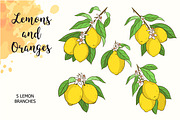 Lemons and Oranges, a Food Illustration by Imaginasty (Thumbnail 3 of 5)