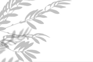 Background with soft, gray shadow of olive branch on isolated ba, a Background Photo by ndanko