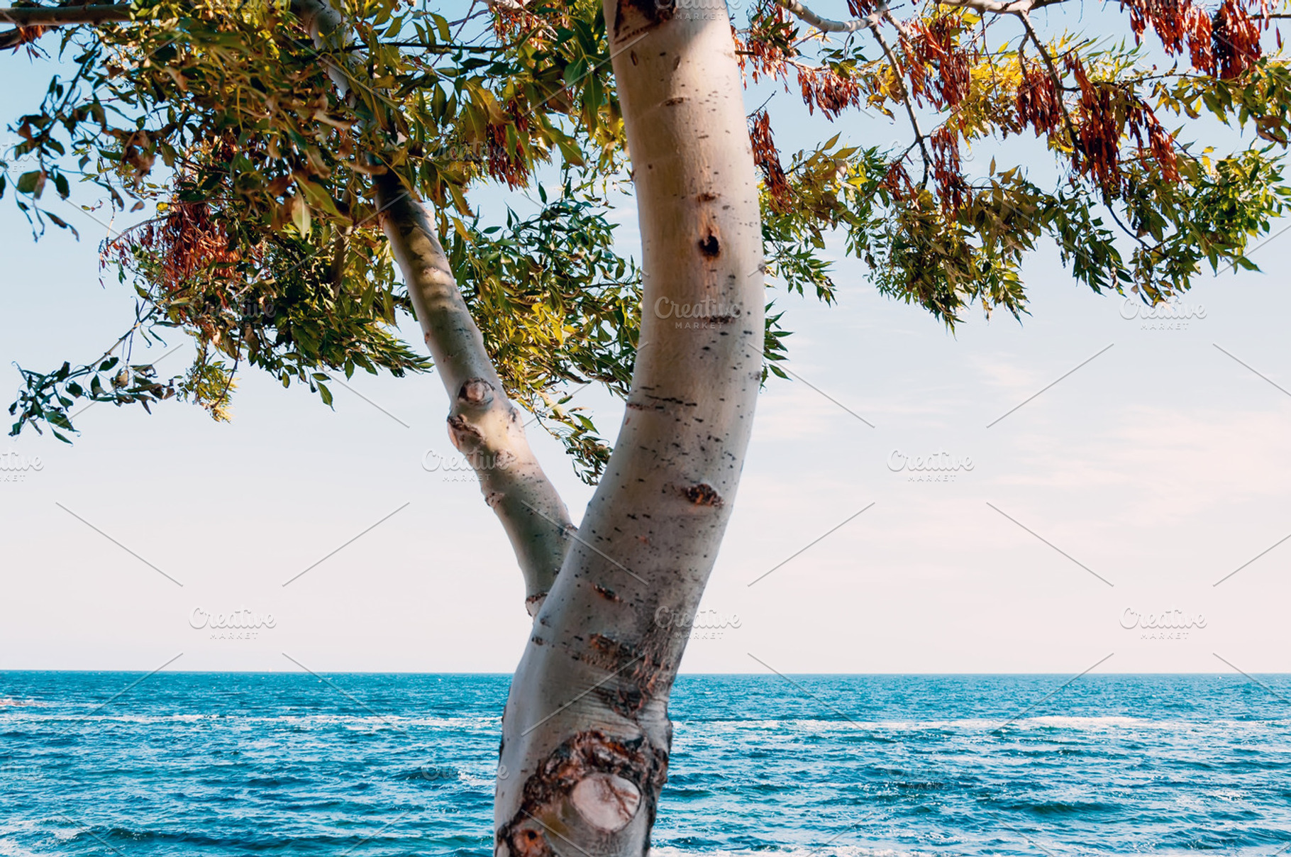 Tree Over The Sea