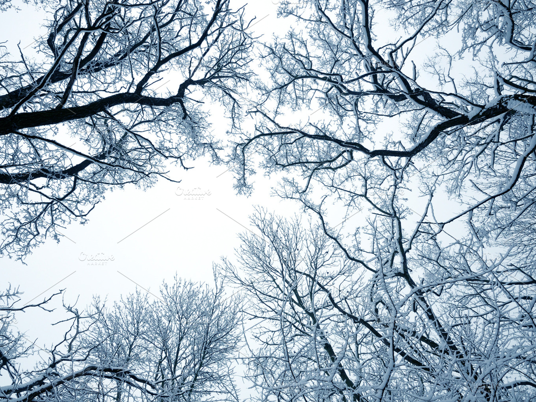 Winter Trees Containing Branch Frost And Frozen