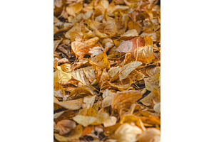 Vertical natural background of