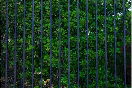Green leaves and bushes with metal, a Nature Photo by Koldunov
