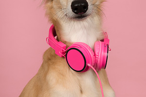 Portrait of a dog with headphones, an Animal Photo by Elles Rijsdijk