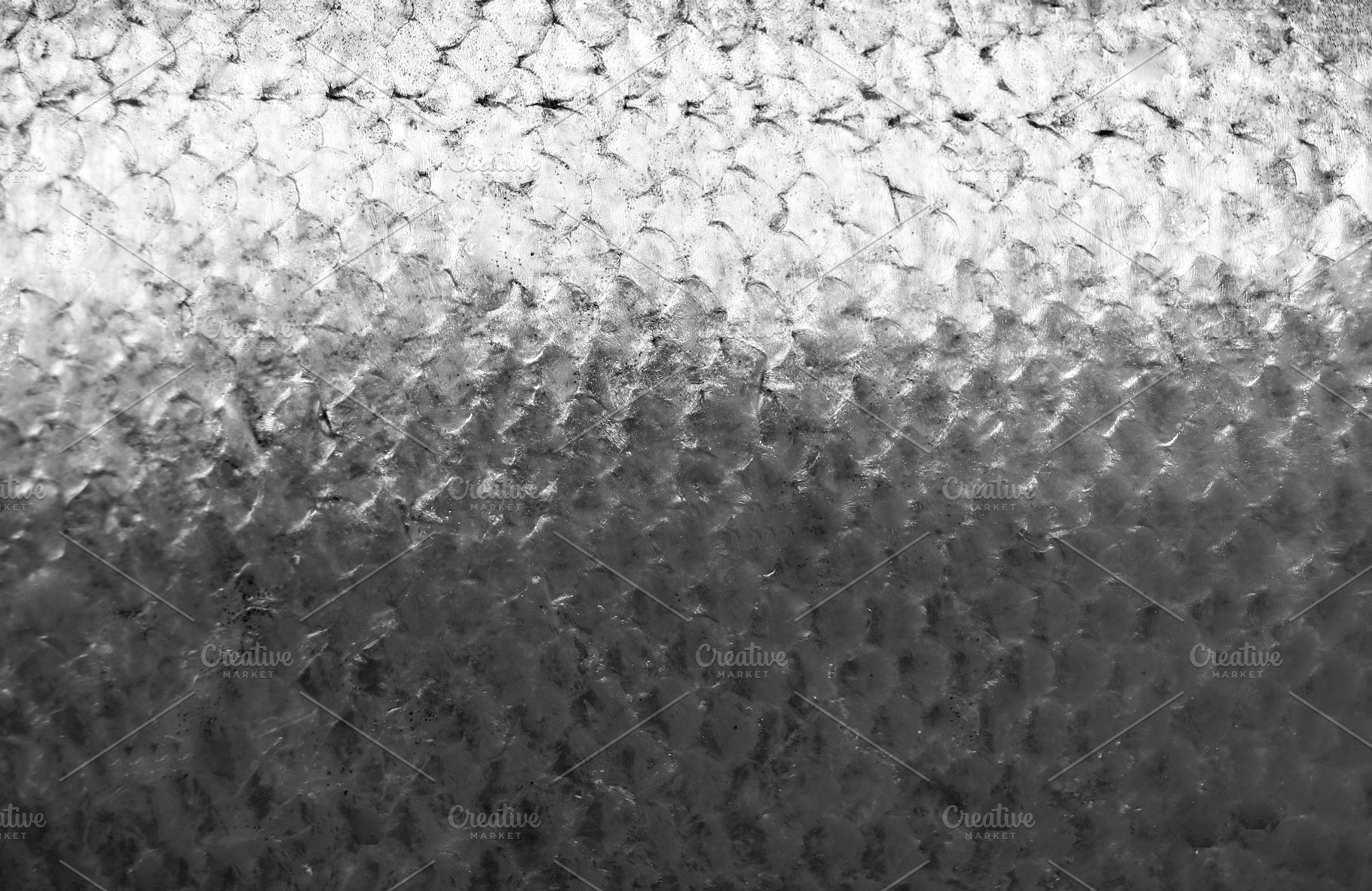 Salmon fish scales, a Photo by saiko3p