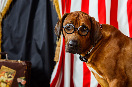 Rhodesian ridgeback circus actor wearing eyeglasses stock photo containing