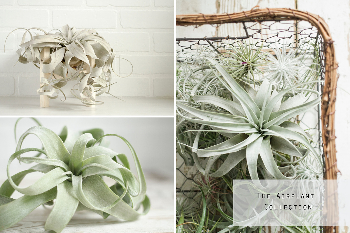 The Airplant Collection, a Nature Photo by Greenleaf Images (Photo 7 of 7)