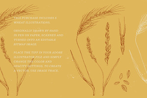 Wheat Botanical Line Art