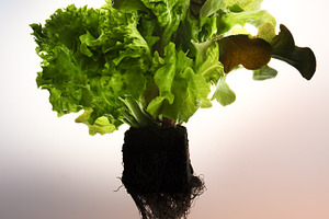 Bush lettuce salad with roots and so stock photo containing green and fresh