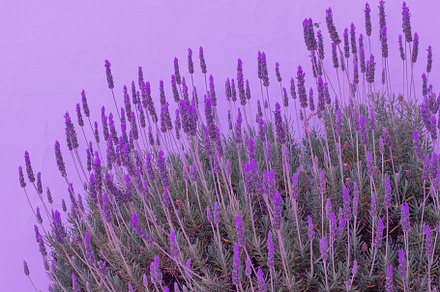 Lavender flowers wallpaper. Purple very peri aesthetic. Bio eco, a Nature Photo by Jenya Porechenskaya
