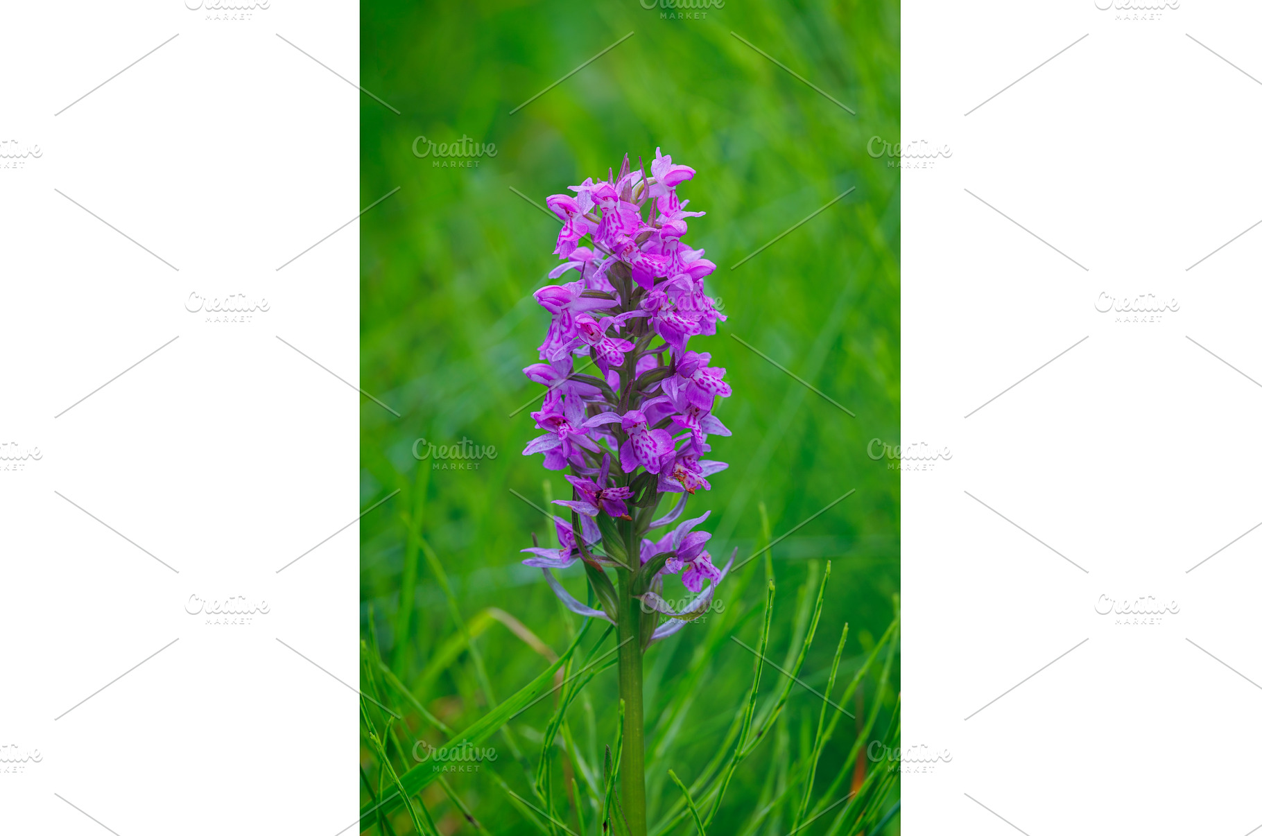 A Vibrant Purple Orchid is Blooming, a Nature Photo by Lukas Jonaitis SHOP
