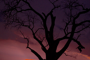 Tree at Dusk