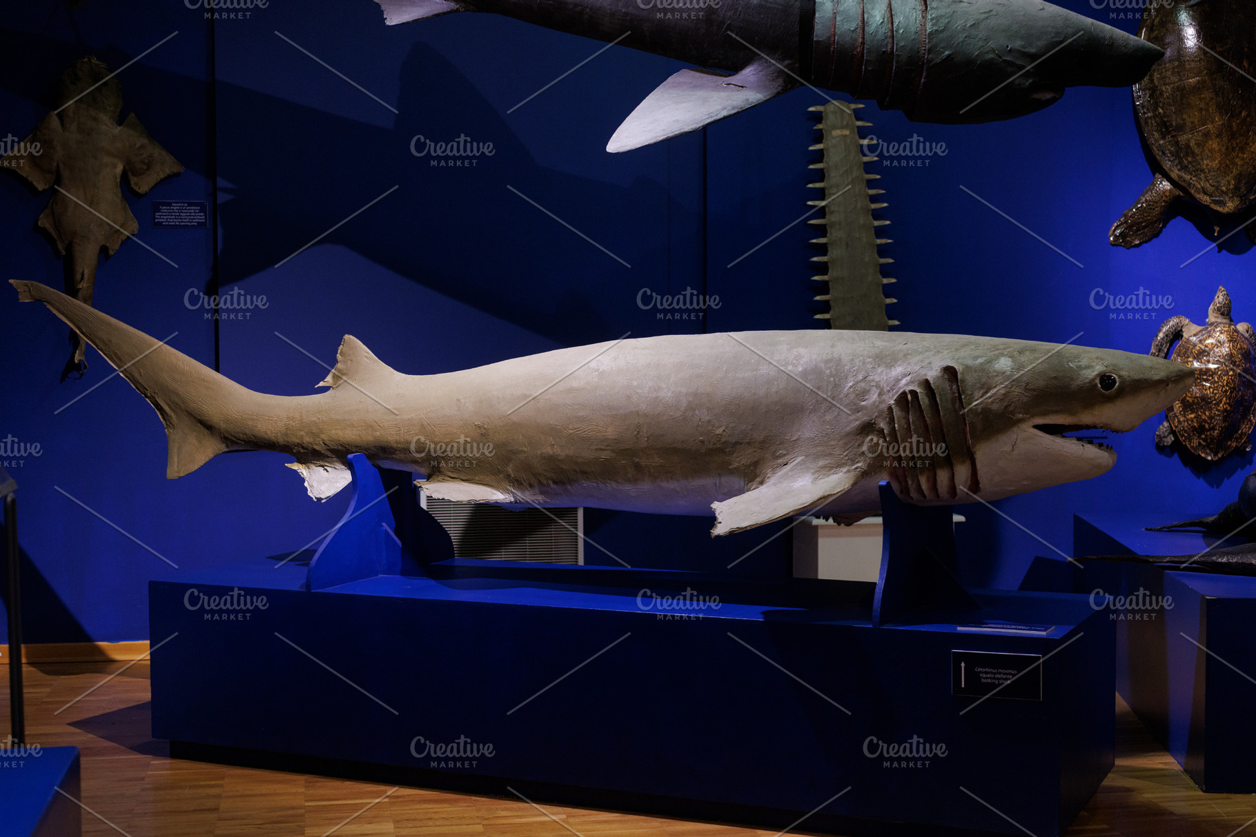 A bluntnose sixgill shark stuffed, an Animal Photo by Bepslabor