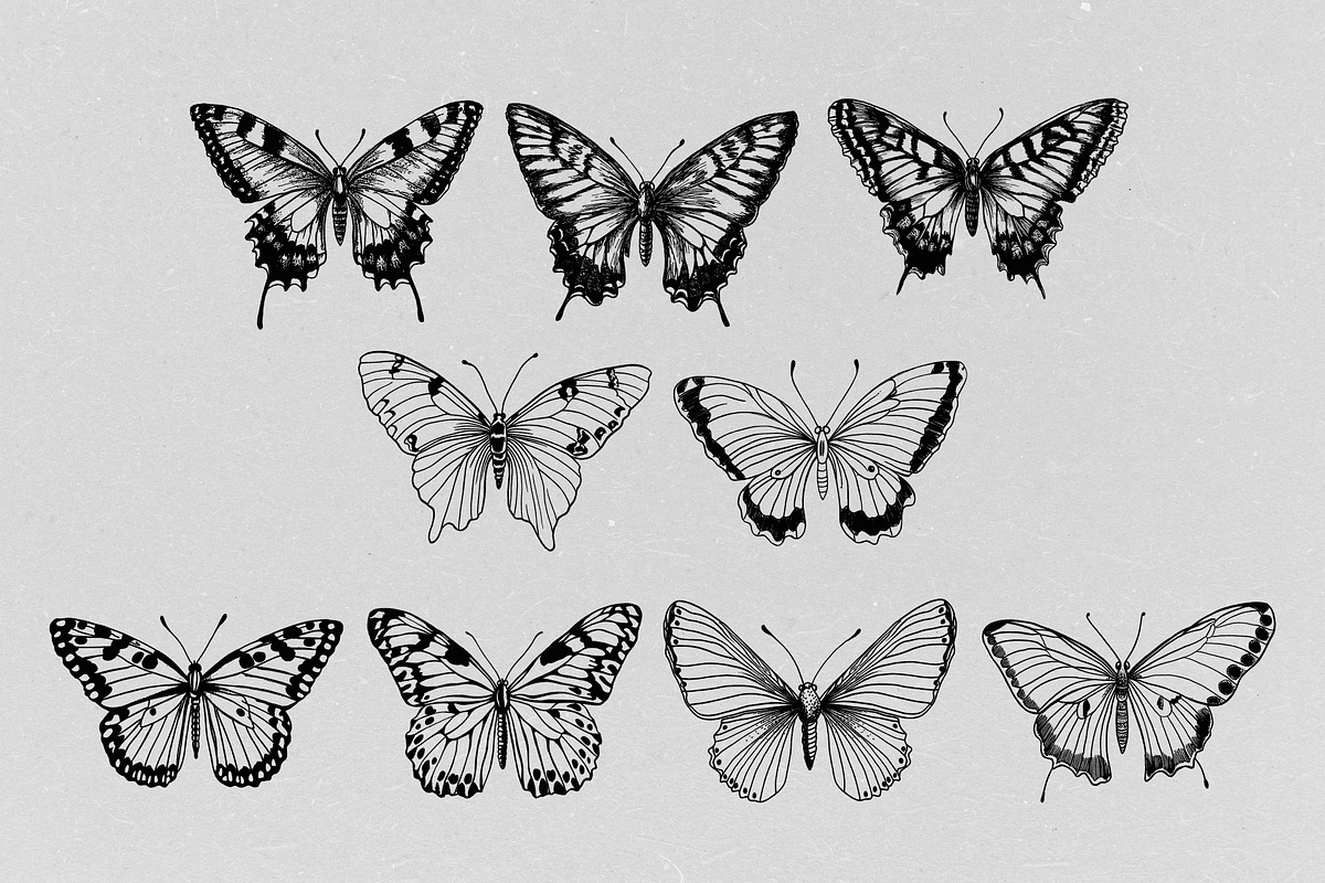 Hand Drawn Butterfly Vector, an Animal Illustration by Alternate Studio (Photo 4 of 5)