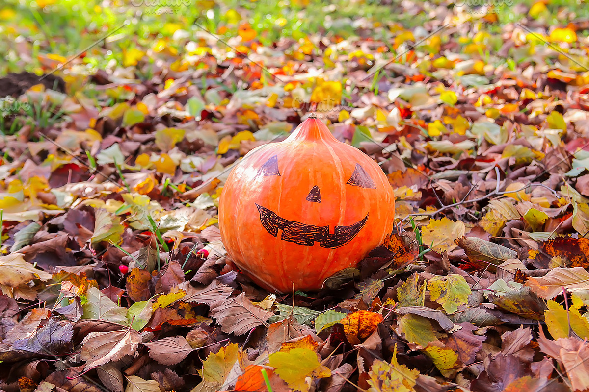 Rustic Pumpkin Garden, a Holiday Photo by pictures for you (Photo 11 of 11)