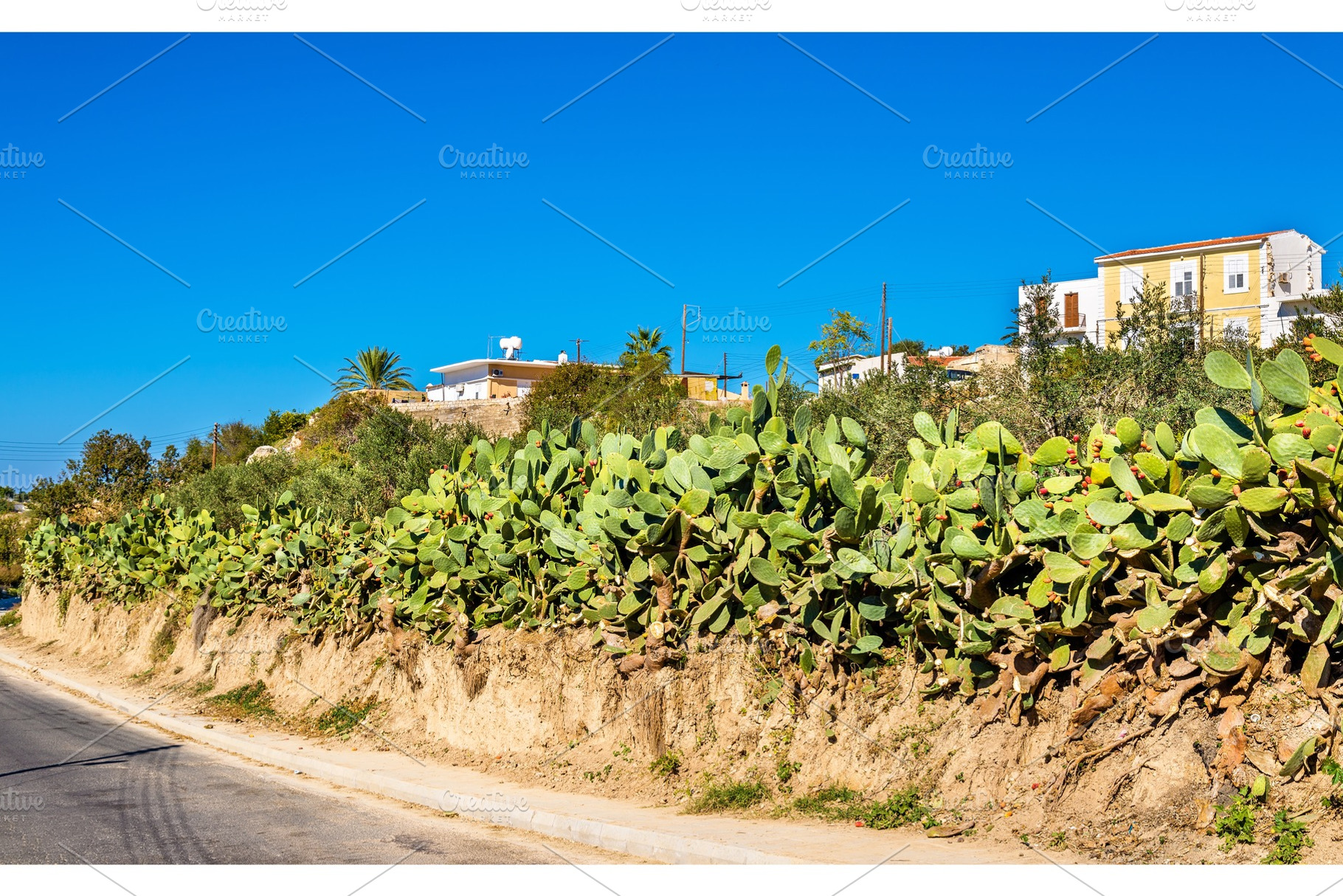 Opuntia cactus at a road in Paphos - Cyprus, a Nature Photo by Leonid Andronov