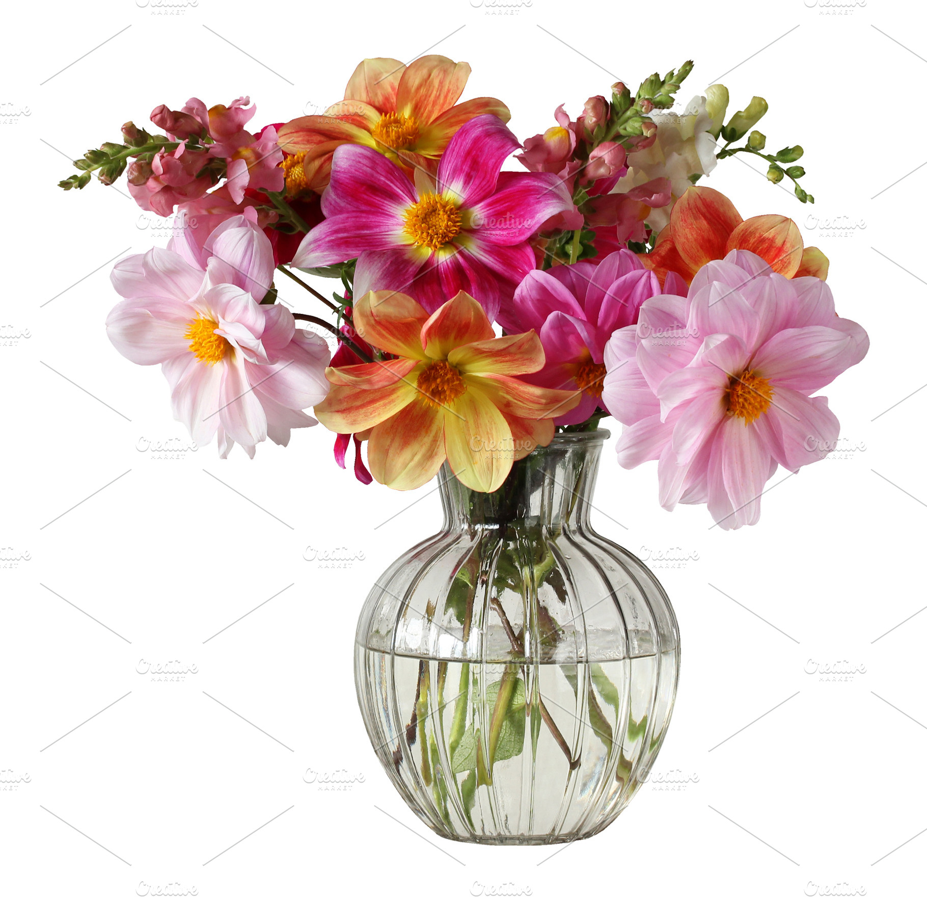 dahlias and snapdragons, isolate, a Nature Photo by BalaguR