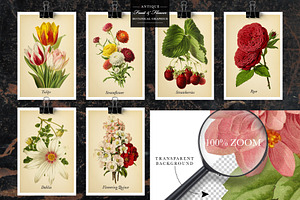 Antique Fruit & Flowers Graphics