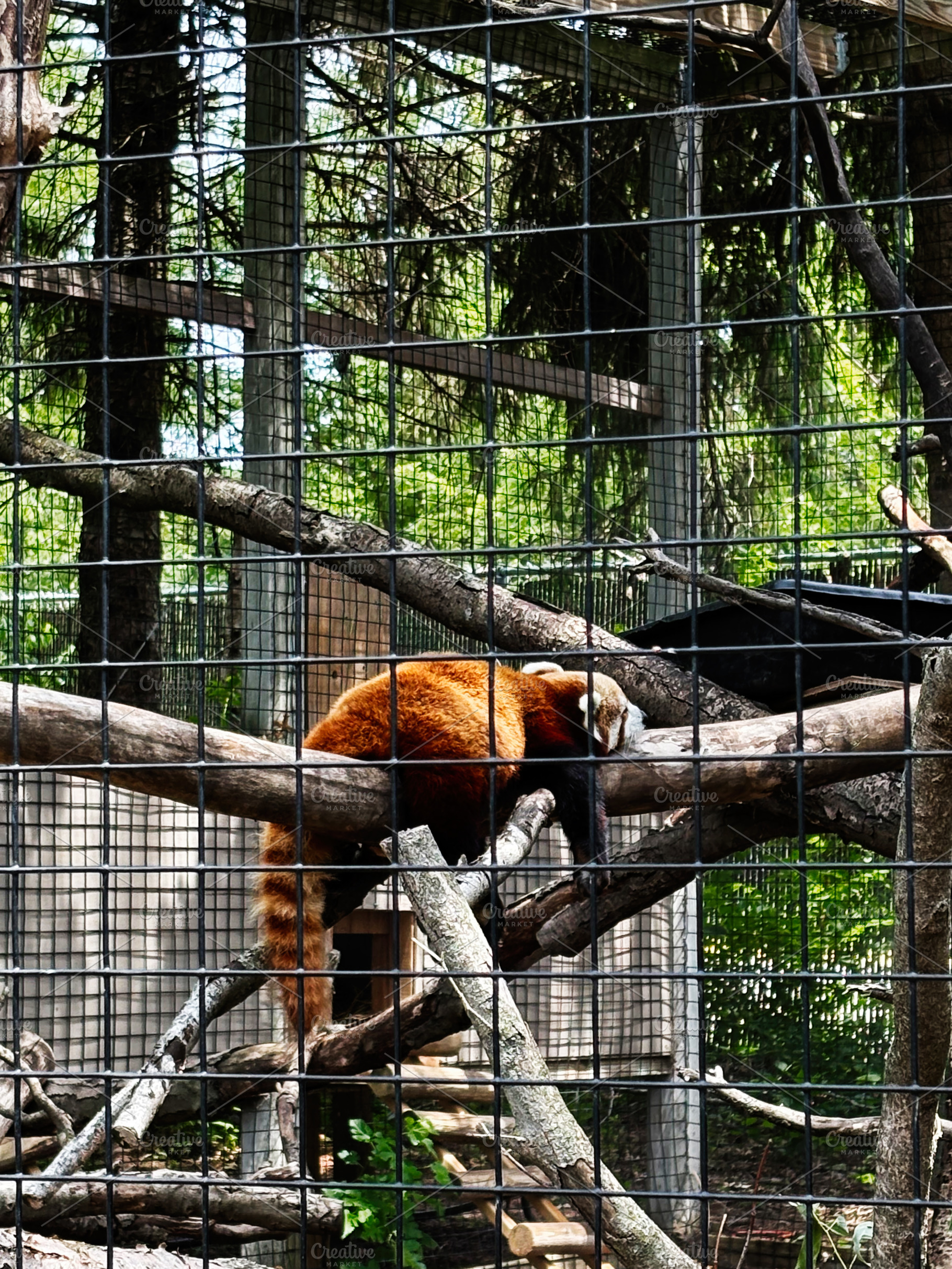 Red panda resting on a branch inside a zoo enclosure in Indiana USA, a Photo by AS photostudio