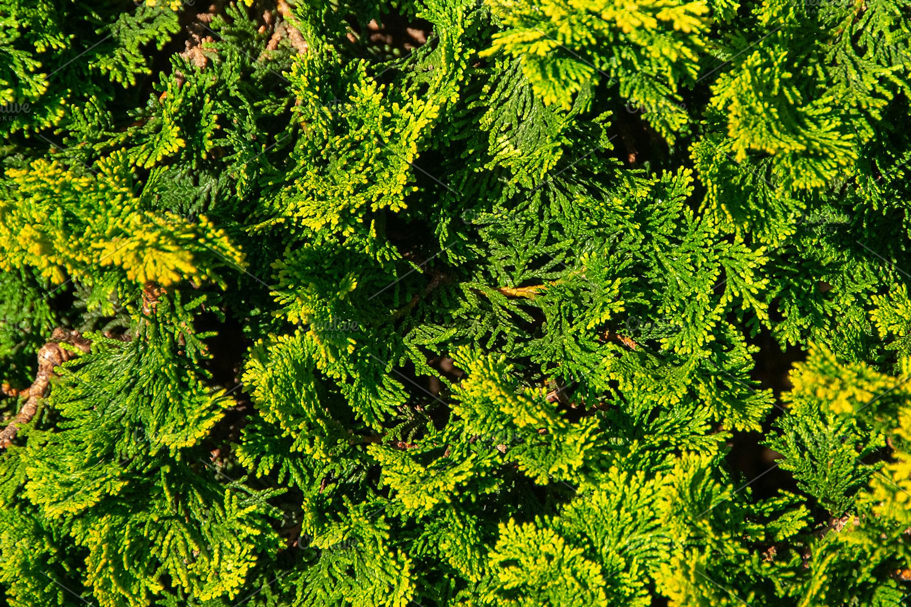 Shrub branches and leaves, a Nature Photo by DanFLCreativo